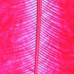 MARABOU ΦΤΕΡΑ EFCO 2 G 80-100 MM ΚΟΚΚΙΝΟ